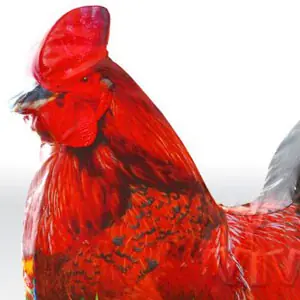 Rooster - digital commercial inflatable softplay